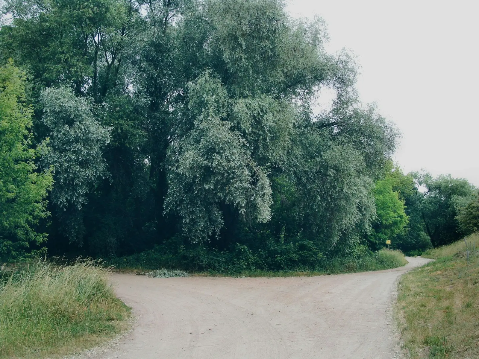 A dirt road that splits into two paths in front of a line of leafy trees under a pale sky